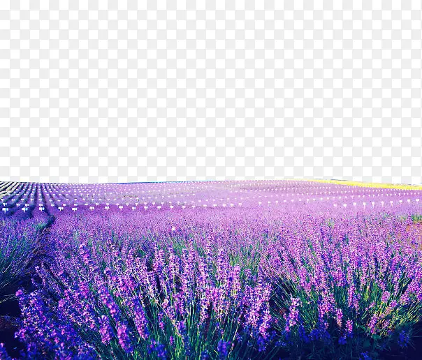 ޹�²ݻ��������ز�-������