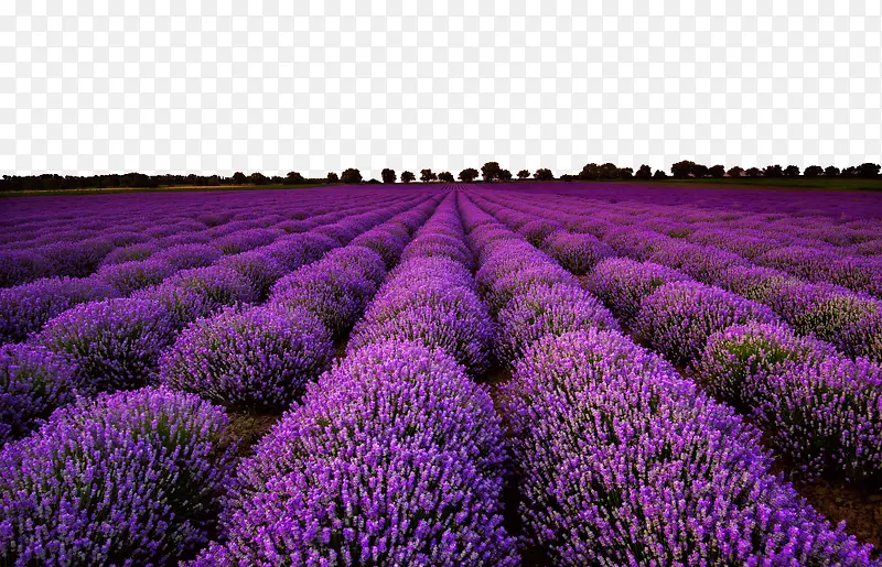 ��ɫΨ��޹�²ݻ����ز�-������