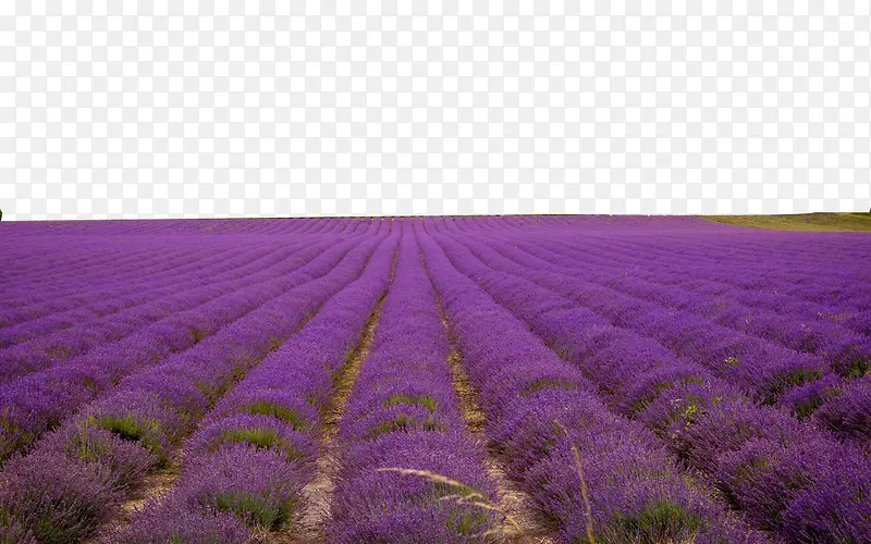 ޹�²ݻ���Ψ������-������