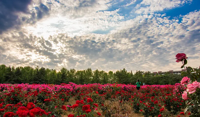 Ψ����ɫ������Ӱͼ-������