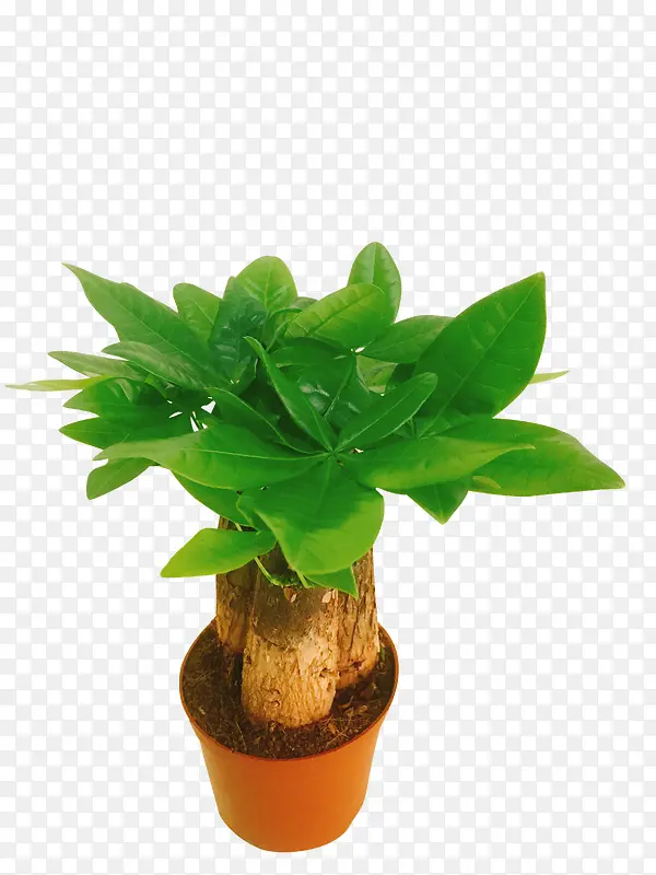 ������ ��ɫֲ��-������