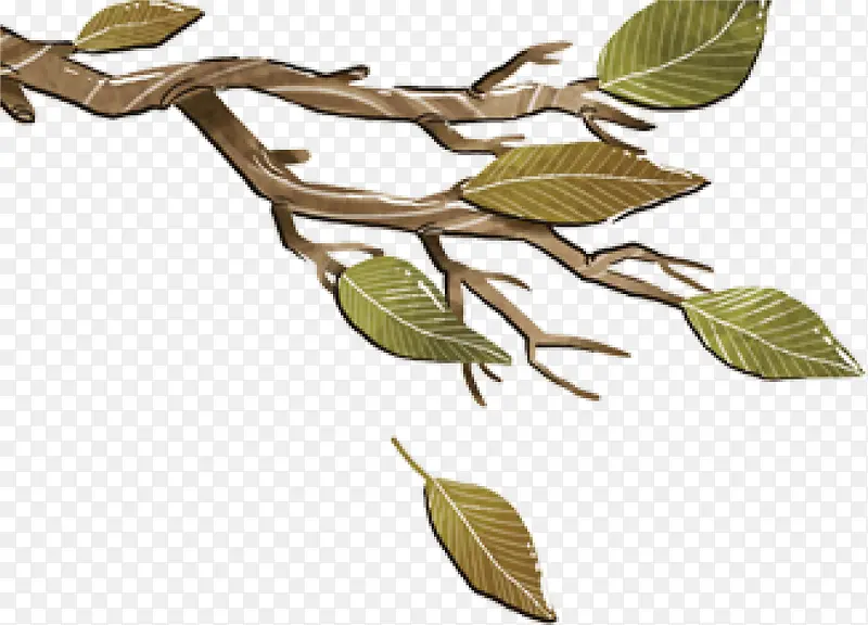 ��ͨ��Ҷ��֦�ز�-������