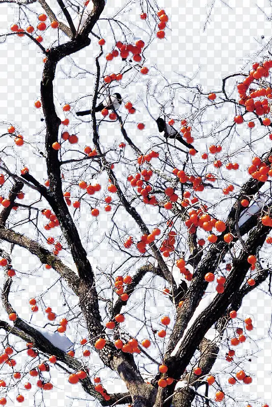 �����ѩ÷����-������