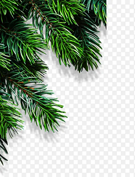 ��������֦��ֲ��-������