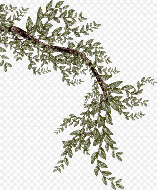 �ͷ�������֦-������