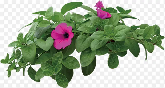 ��ɫ�����������-������