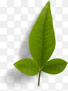 ˮ����֦��ҶPNG���-������