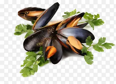 ������ʳ�ﺣ��-������