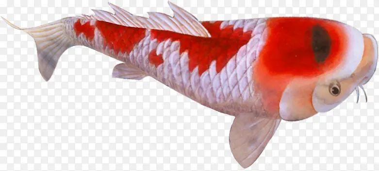 ��ɫ�ֻ����㸻��-������