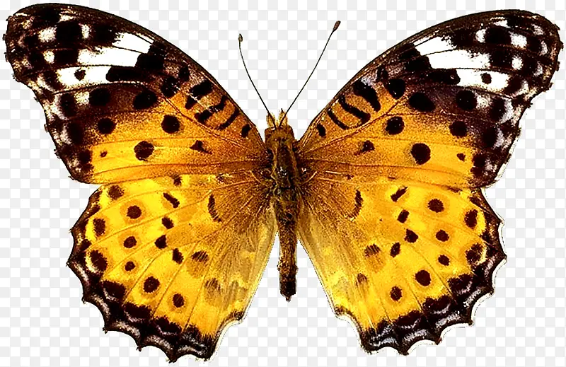 ����-������