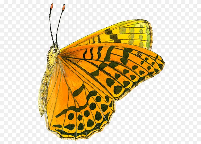 ��ɫ����-������