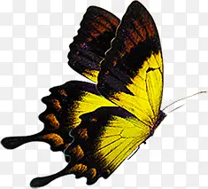 ��ɫ�����������-������