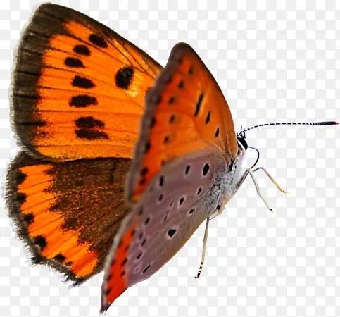 ��ɫʱ����ƺ���-������