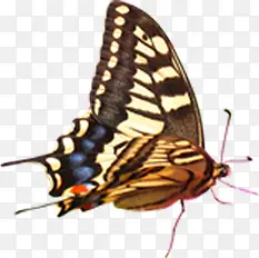 �����ɫ�����������-������