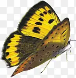 ��ɫ�ɰ���������-������