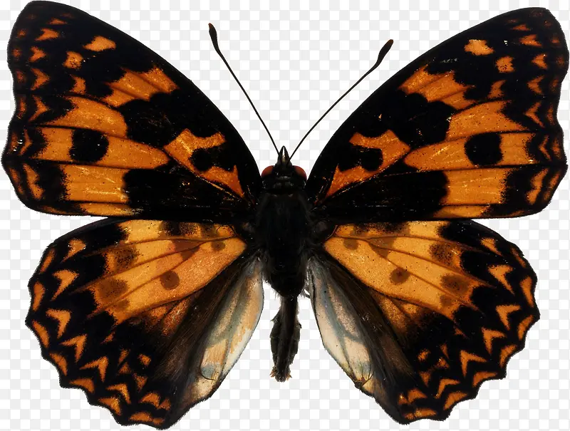 ��ɫ�ɰ���������-������