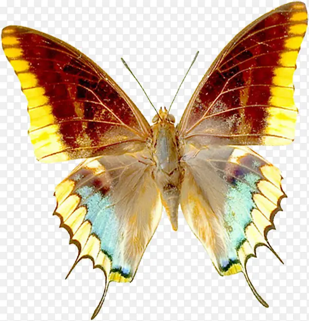 �����ɫ������-������