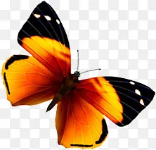 ��ɫ���������-������