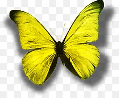 �ɰ���ɫ�������-������