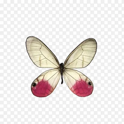 ��ɫ����-������