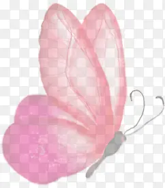 ��ֻ��ɫ��������-������