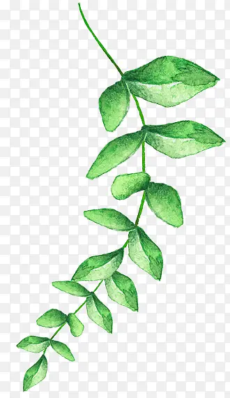 ��֦��ҶƯ��-������