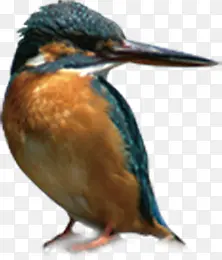 ���¿ɰ�����С��-������