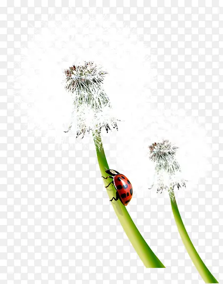 ���´����ѹ�Ӣ����-������