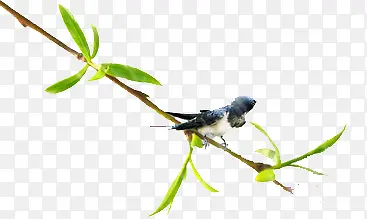 ����С��ֲ����֦-������