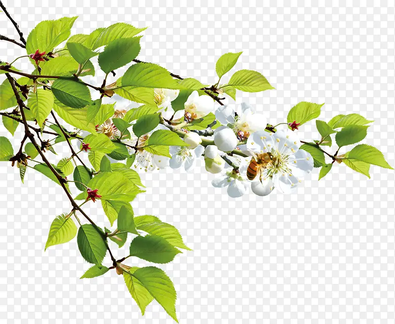 ������ɫ�黨װ��-������