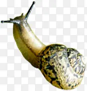 ���崺���ɰ���ţ-������