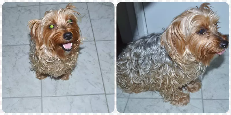 Լ�˿���Ȯ�Ĵ�����˿״��ȮĪ��ȮƷ��-Լ��Ȯ-������