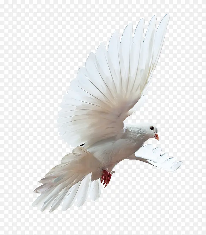 ��ɫ��ƽ��-������