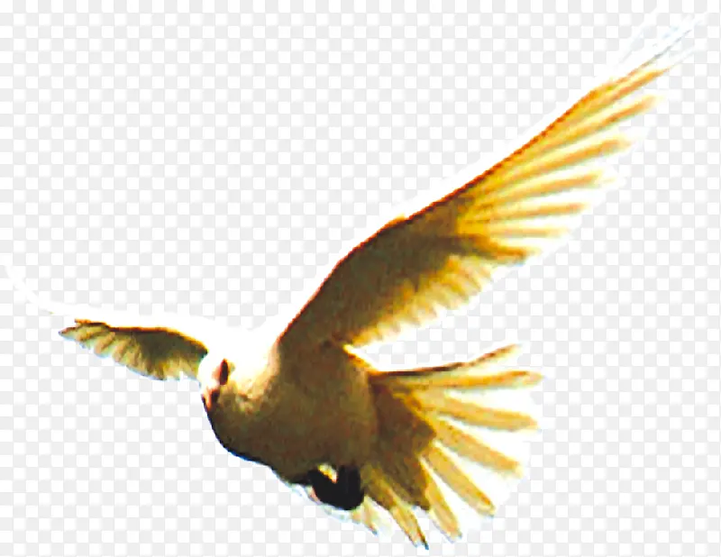 �����ɫ��ֻ��ƽ��-������