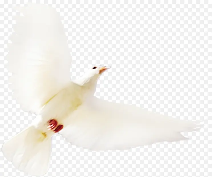 �����ɫ���ƽ��-������