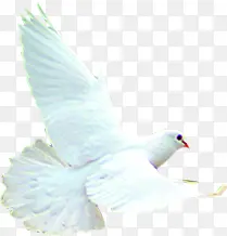 ������Ӱ��ɫ��ƽ��-������