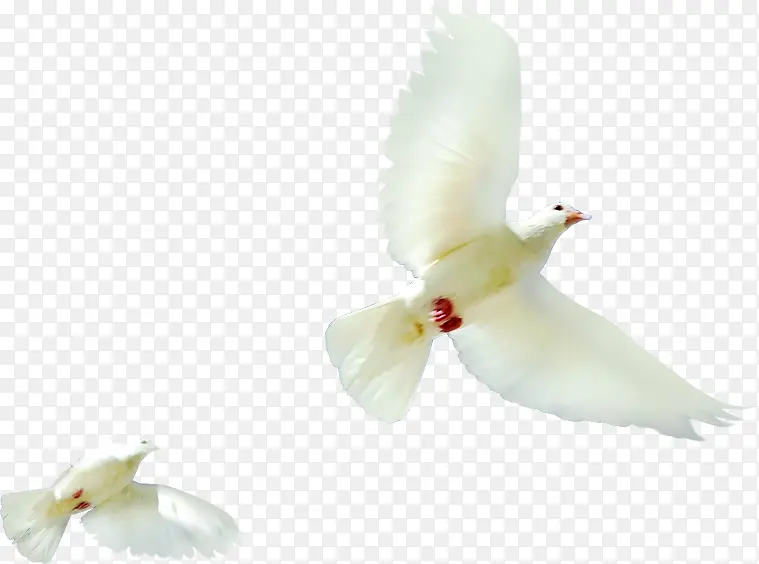 ������ƽ���ɫ-������