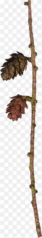 �ɹ���֦-������