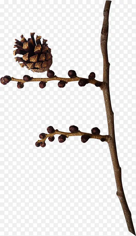 ��ɫ�ɹ�-������