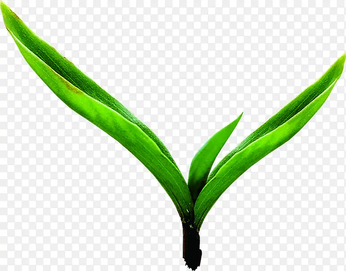 ��ɫ����ʱ�з�ѿֲ��-������