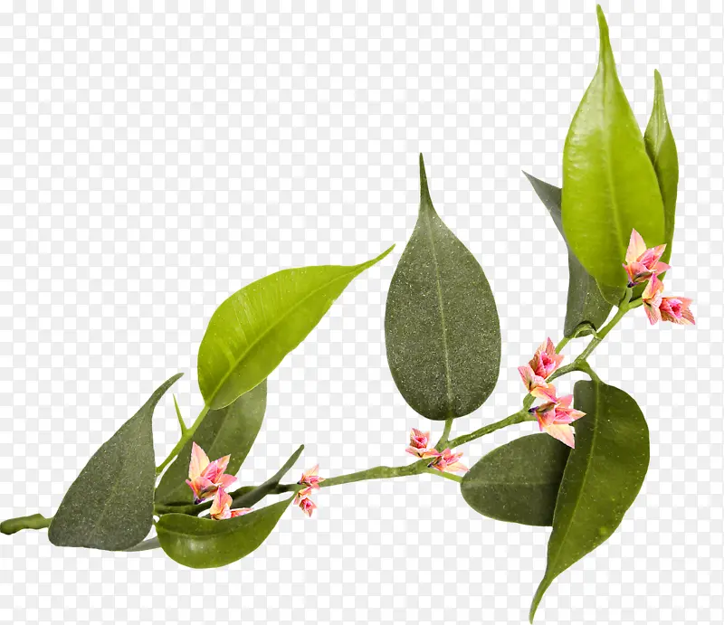 һ֦��֦-������