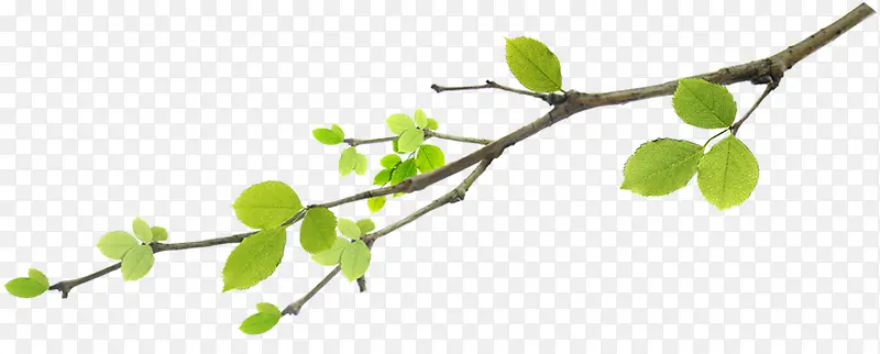 ��ˬ���´�����֦-������