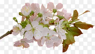 ˮ���ӻ�ֲ���ز�-������