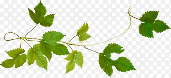 ˮ����Ҷֲ���ز�-������