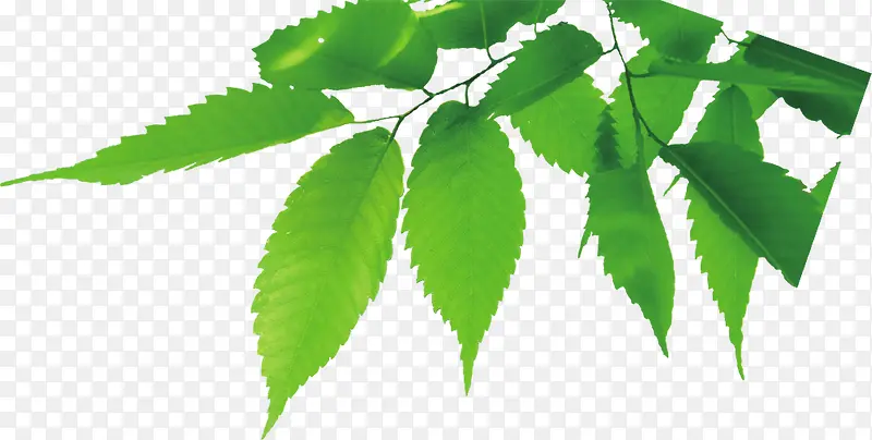 �����ɫ̤����֦װ��-������