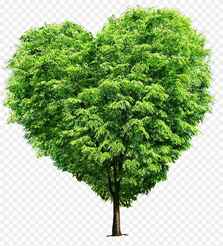 ��ɫ��Ҷ����װ�����-������