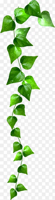 ����������Ҷװ��-������