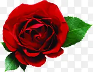 ��Ϧ�����õ�廨-������