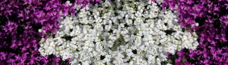 ��ɫ����-������