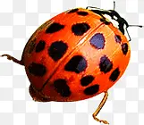 �������ư������-������